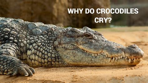 why do crocodiles cry